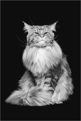 Poster Maine-Coon-Kater