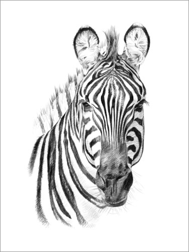 Poster Zebra-Skizze