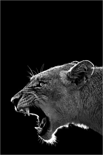 Poster Brüllende Löwin