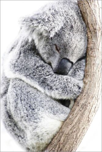 Poster Schlafender Koala II