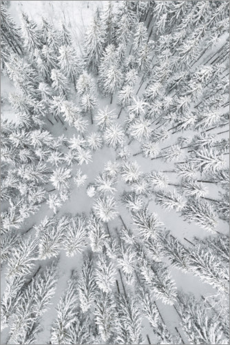 Poster Schneebedeckte Wälder