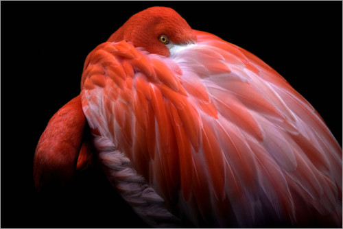 Poster Schüchterner Flamingo
