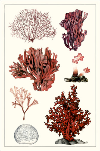 Poster Korallenstudie II