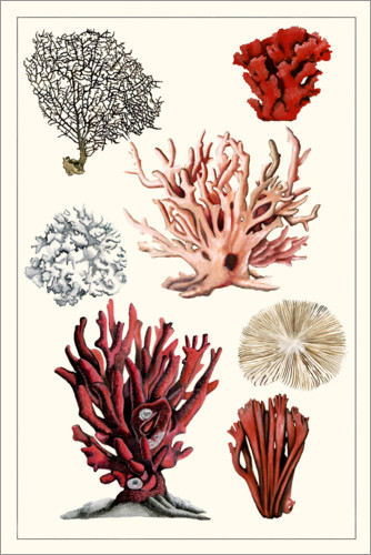 Poster Korallenstudie I
