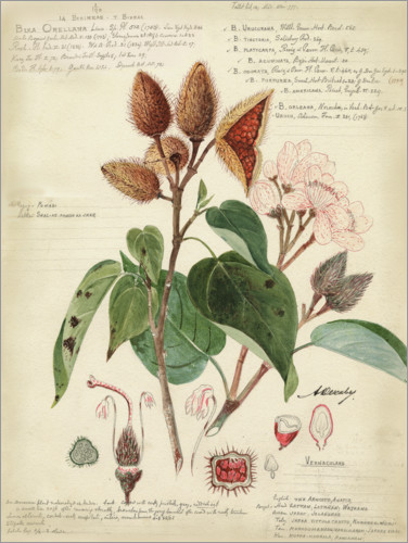 Poster Botanik V