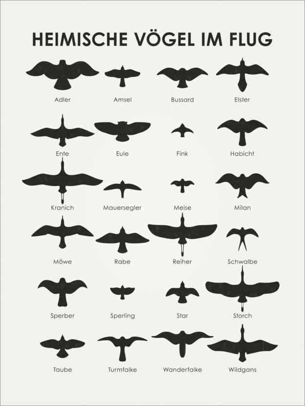 Poster Heimische Vögel im Flug