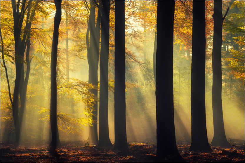 Poster Wald in goldenem Glanz