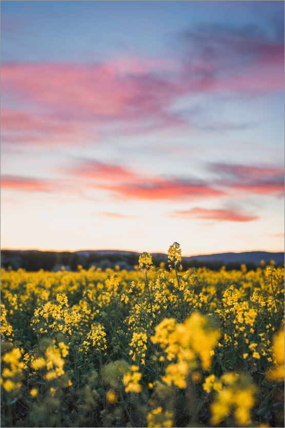 Poster Blühendes Rapsfeld im Sonnenuntergang