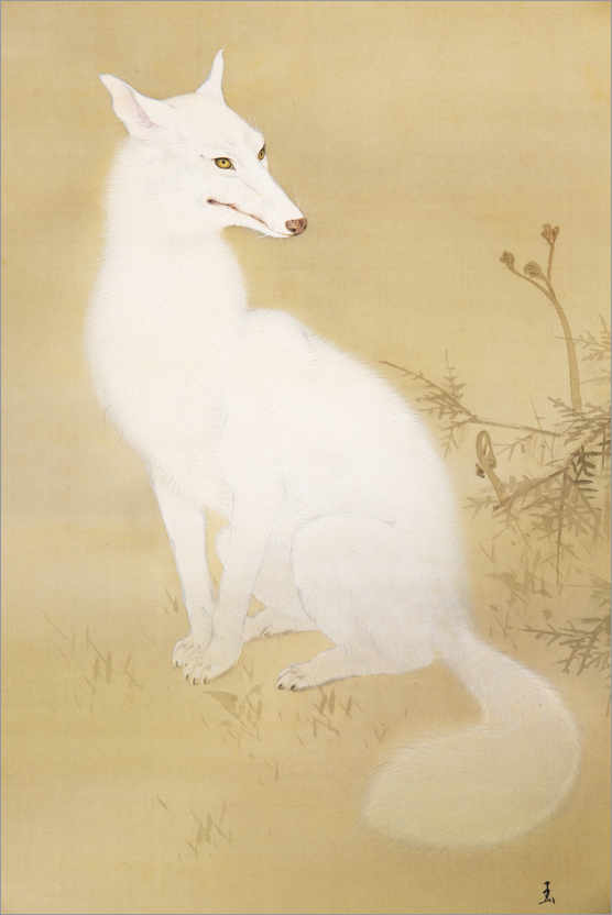 Poster Weißer Fuchs