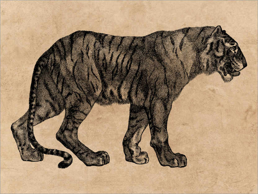 Poster Der Tiger
