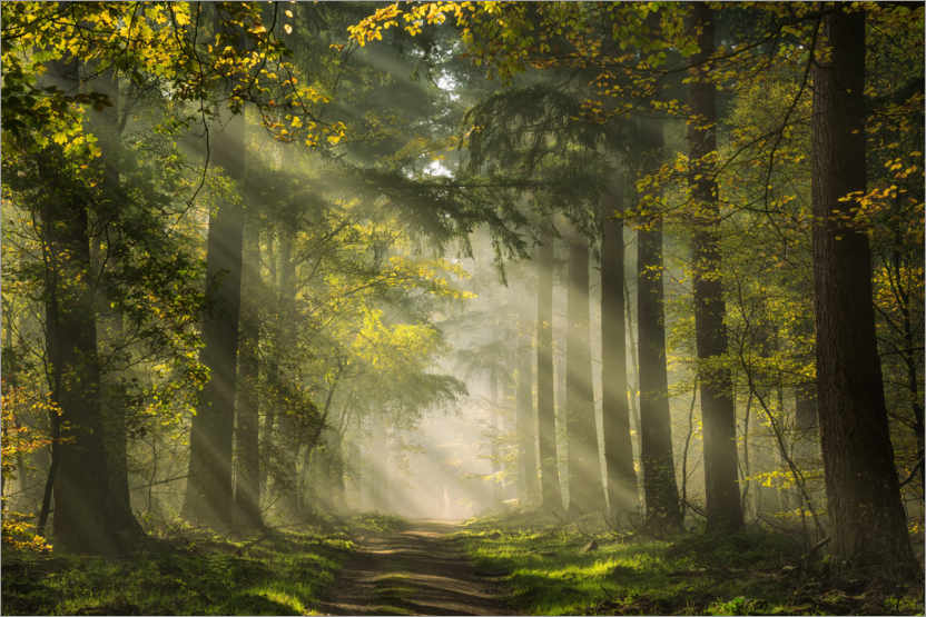 Poster Niederländischer Wald mit schönen Sonnenstrahlen