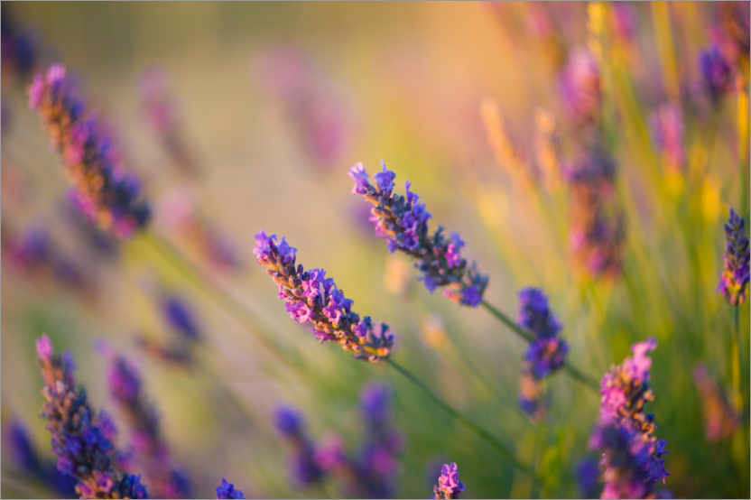Poster Lavendel in der Provence