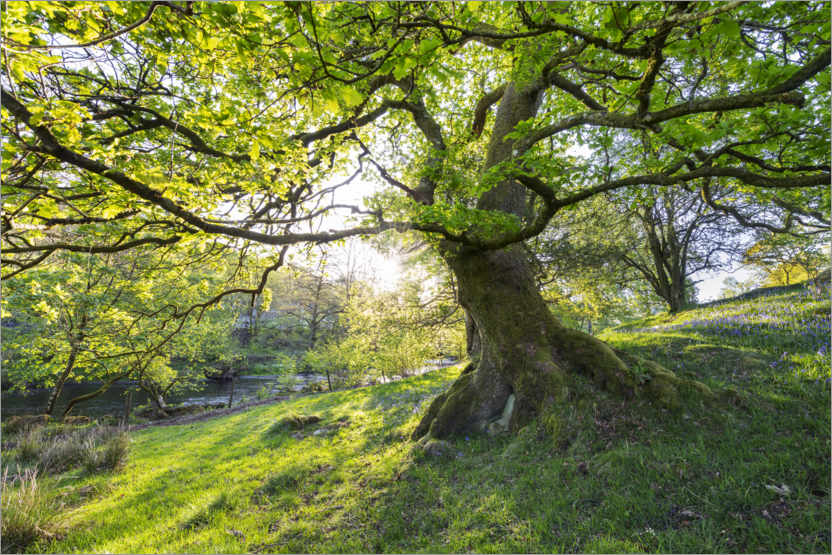 Poster Imposanter Baum im Frühling im Sonnenlicht in England