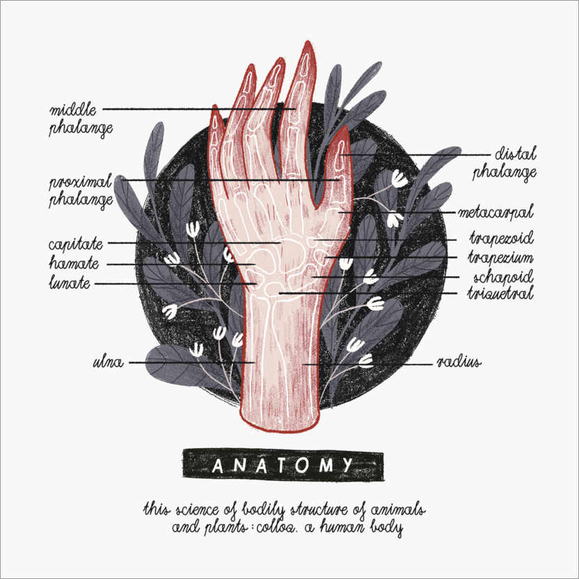 Poster Anatomie der Hand (Englisch)