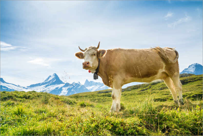 Poster Schweizer Kuh mit Schreckhorn in den Berner Alpen