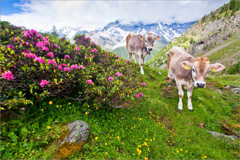 Poster Kühe beim Aufstieg zum Schönegg