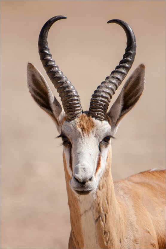 Poster Springbock-Antilope
