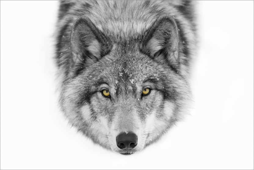 Poster Timber Wolf