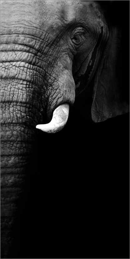 Poster Elefanten-Portrait