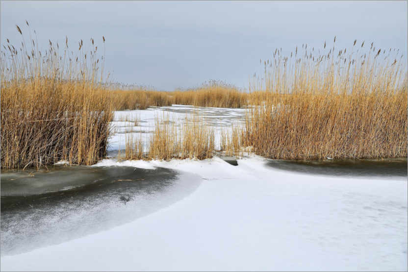 Poster Schilfgürtel am zugefrorenen Neusiedler See