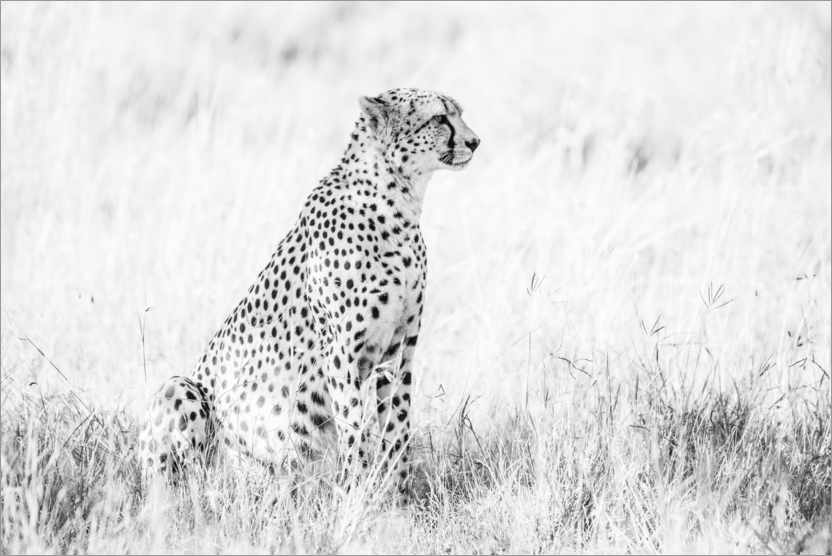Poster Gepard- Afrikanische Tierwelt