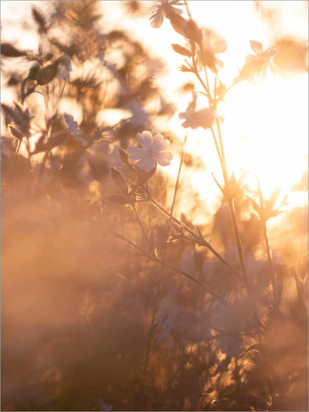 Poster Blume im Sonnenaufgangslicht