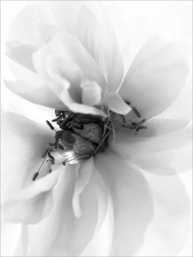 Poster Blüte in Mono