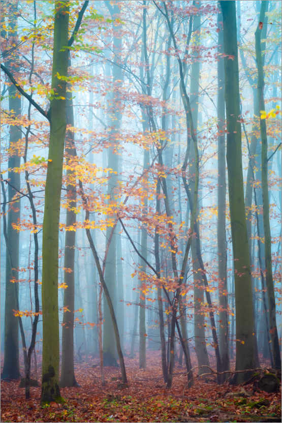 Poster Wald im Harz im Nebel