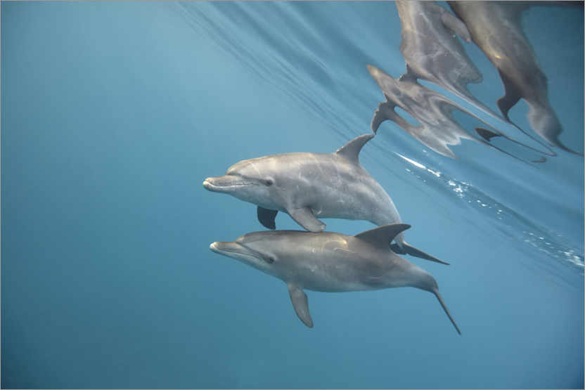 Poster Paar Delfine unter Wasser