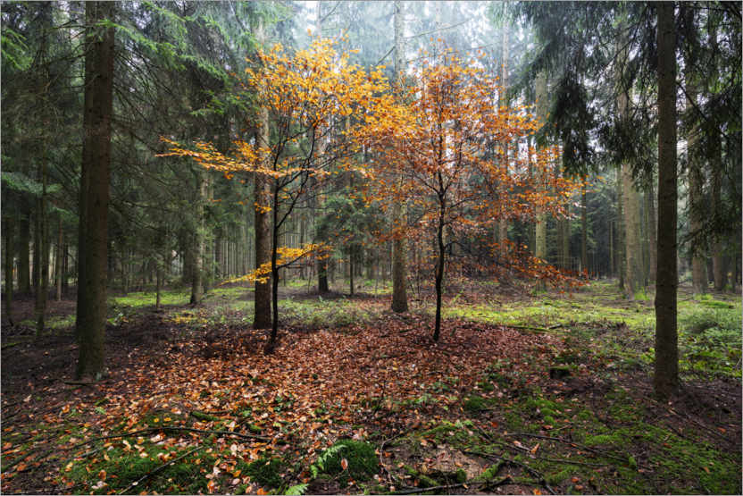 Poster Zwei Herbstbäume bei Nebel im Nadelwald in Bayern