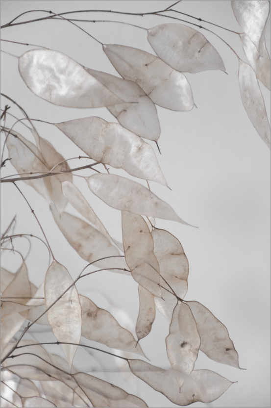 Poster Abstrakte Zweige - Sammlung aus dem Wald in beige & weiß