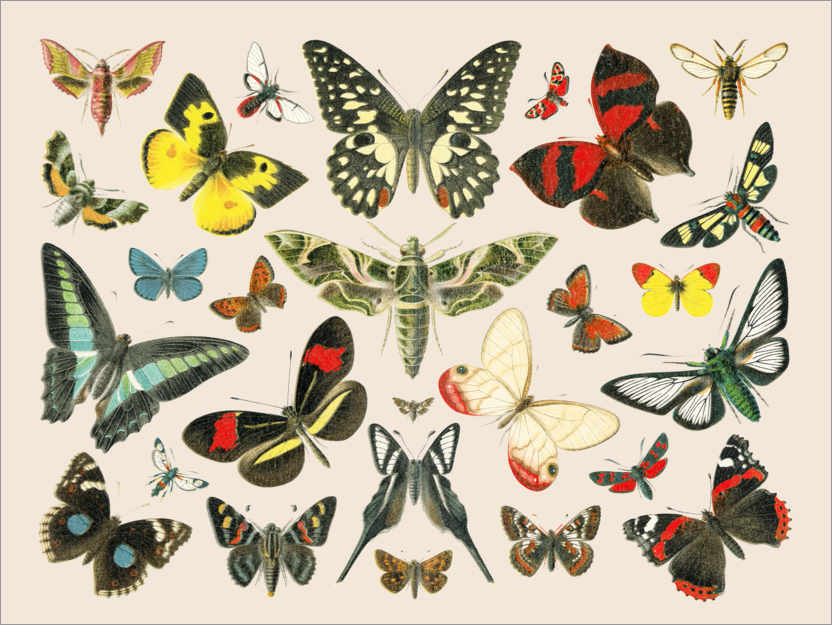 Poster Schmetterlinge I