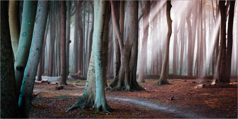 Poster Wald im Herbstlicht