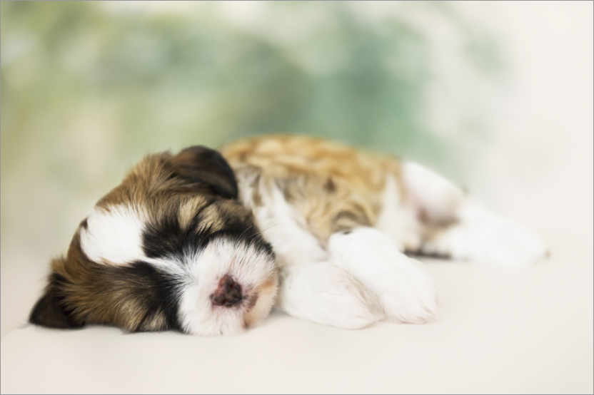 Poster Schlafender Tibet Terrier Welpe