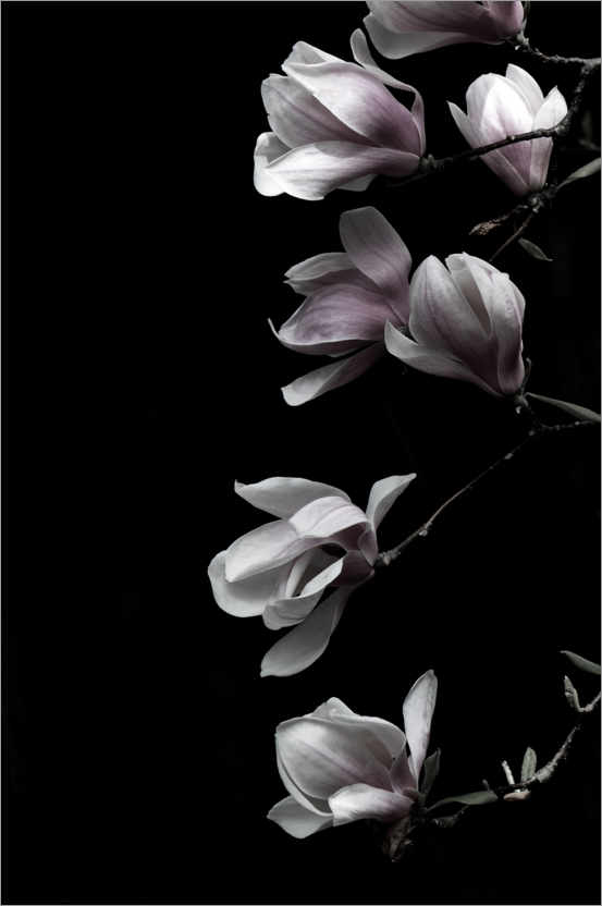 Poster Magnolien Blüten auf Schwarz
