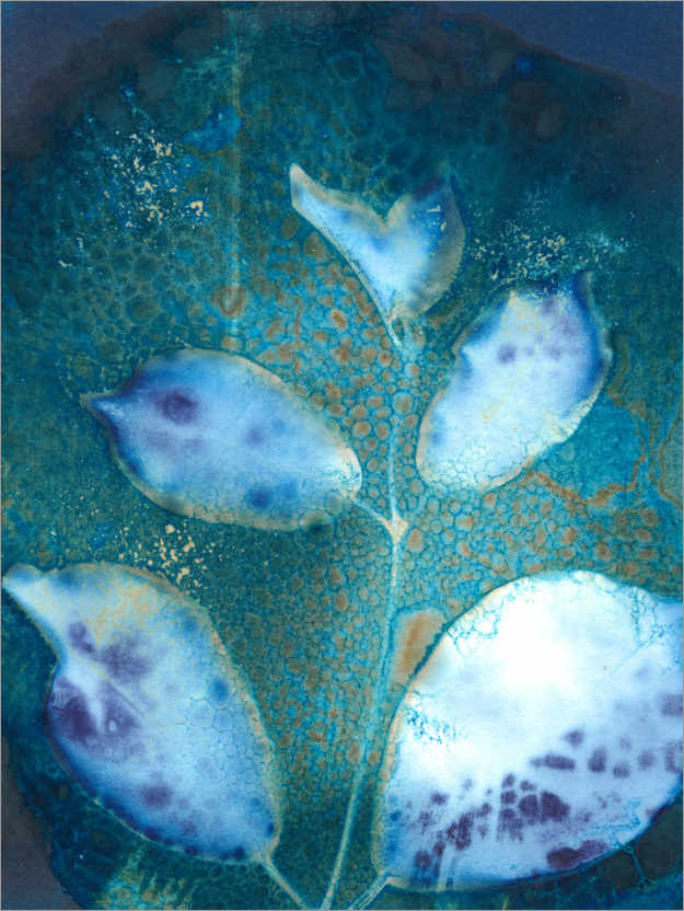 Poster Cyanotypie: Blätter II