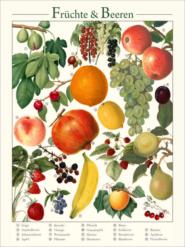 Poster Vintage Früchte & Beeren