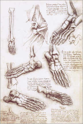 Leinwandbild  Fußanatomie - Leonardo da Vinci