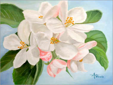 Poster Apfelblüte