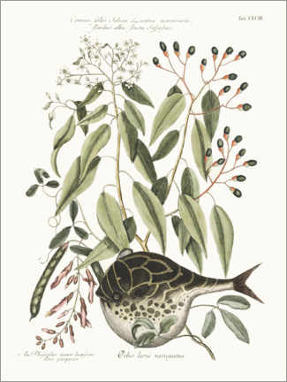 Poster Kugelfisch und Bohnenpflanze