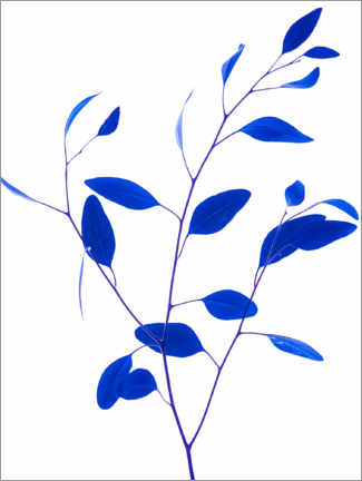 Poster Zarter zweig - Classic blue