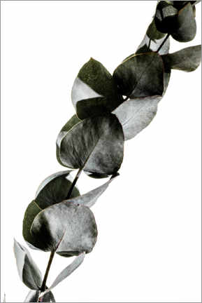 Poster Eukalyptus