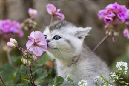 Poster Kätzchen zwischen Blumen