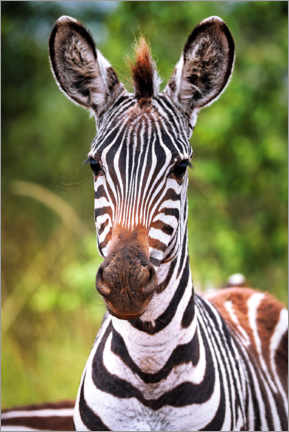 Poster Junges Zebra
