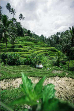 Poster Reisterrassen auf Bali