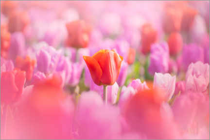 Gallery Print  Zarte Tulpen in Pink und Rosa - Albert Dros