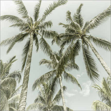Leinwandbild  Palmenhimmel - Melanie Viola