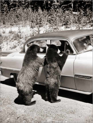Poster Zwei Bären mit Oldtimer