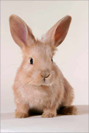 Leinwandbild  Kaninchen - Tierfotoagentur