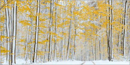 Poster Verschneiter Herbstwald